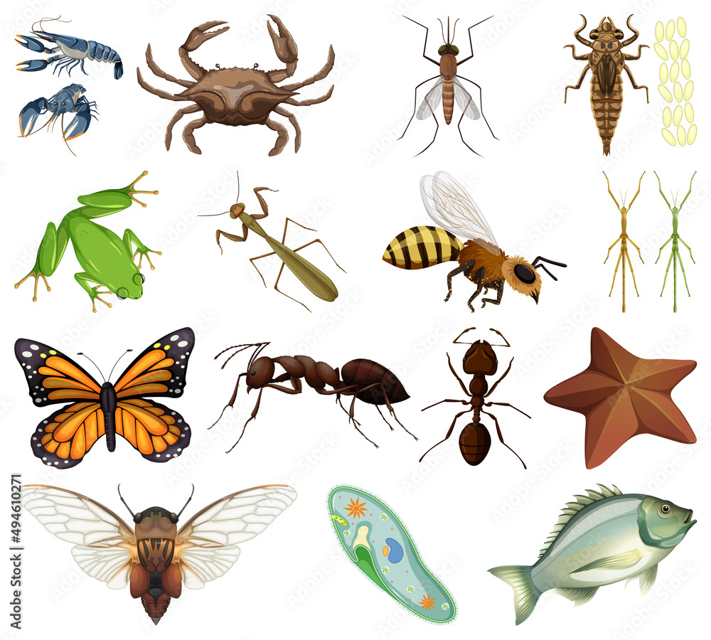 Different kinds of insects and animals on white background