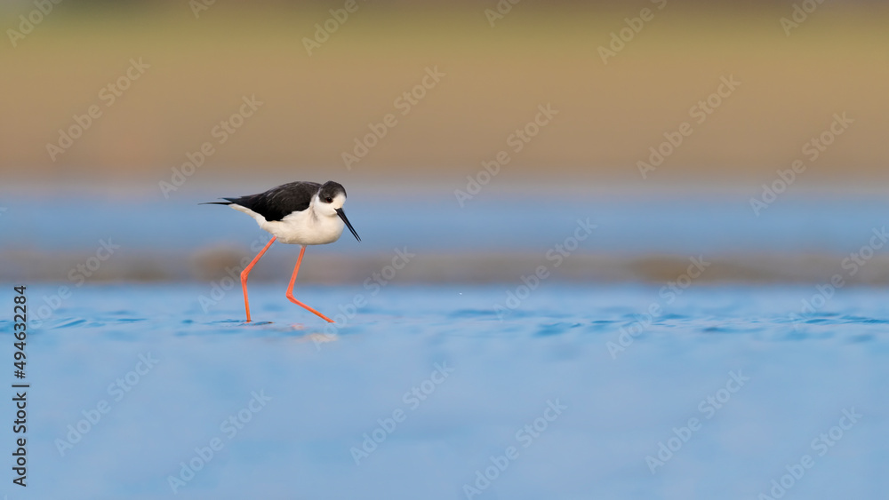 日出时的黑翅高跷雄性（Himantopus Himantopus）