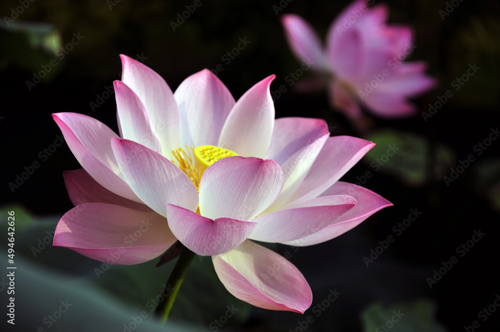 Blossoming lotus flowers