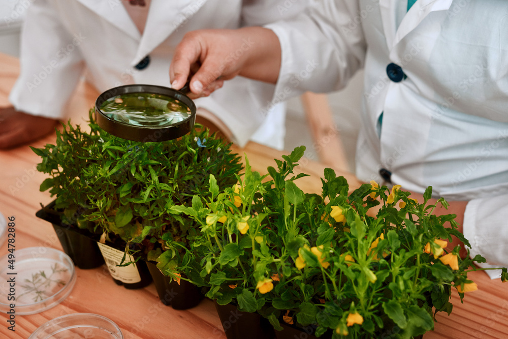 This is the way we grow a plant. Cropped shot of a child using a magnifying glass to analyse a plant