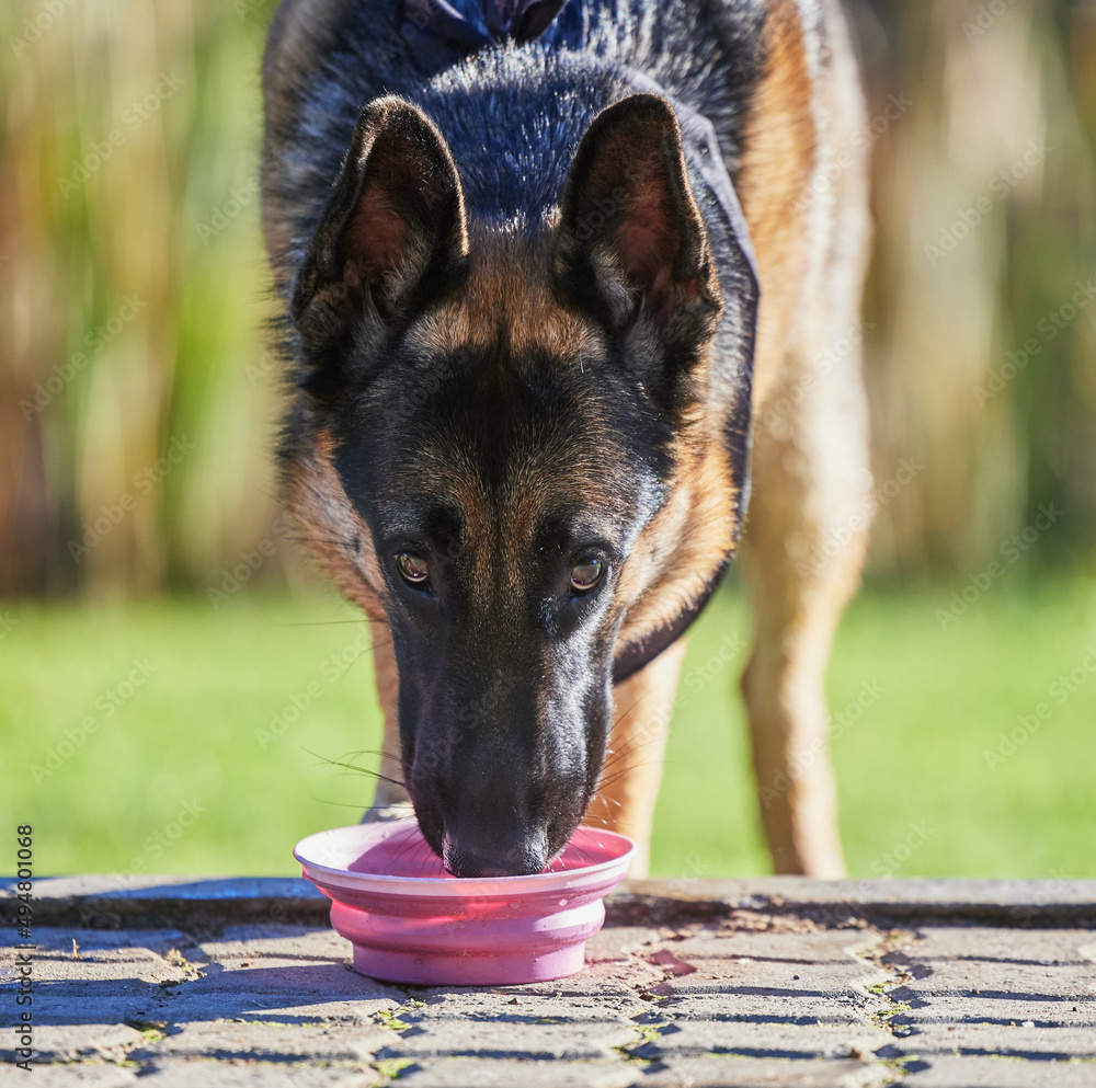 Lapping up the good life. Shot of an adorable german shepherd drinking water in a garden.