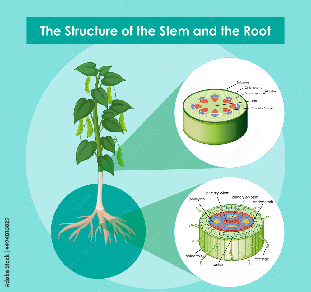 茎和根的结构示意图