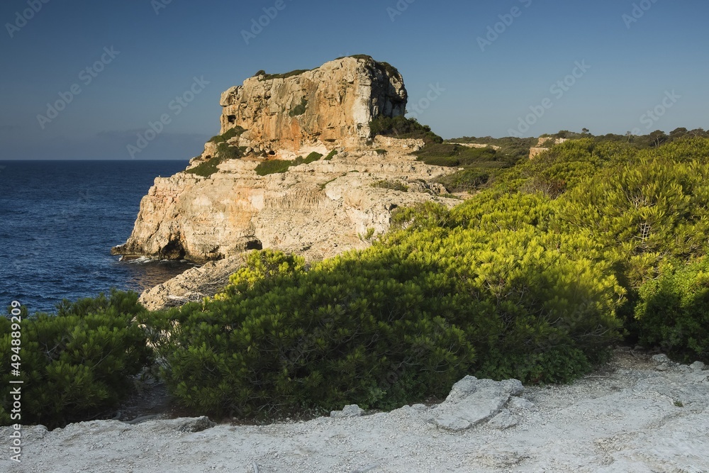 Cala Llombards地区的植物群，一块带岩石的巨石。西班牙桑坦尼马略卡岛。