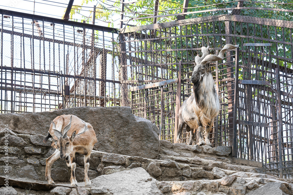 Markhor (Capra fakoneri) in zoological garden