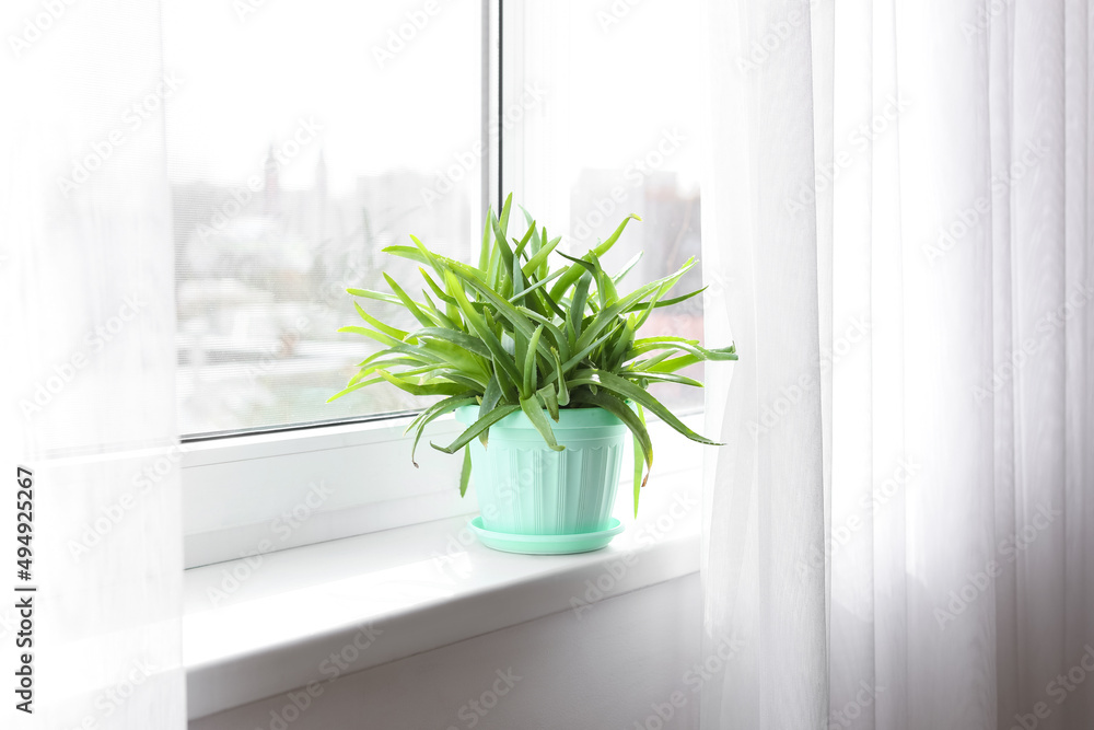 Pot with green aloe vera houseplant on window sill