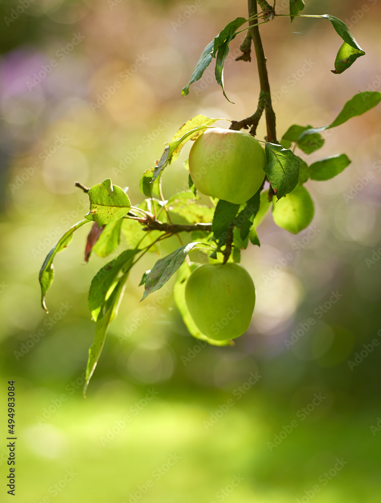 Fresh, ripe and juicy. Green apples hanging from a branch.