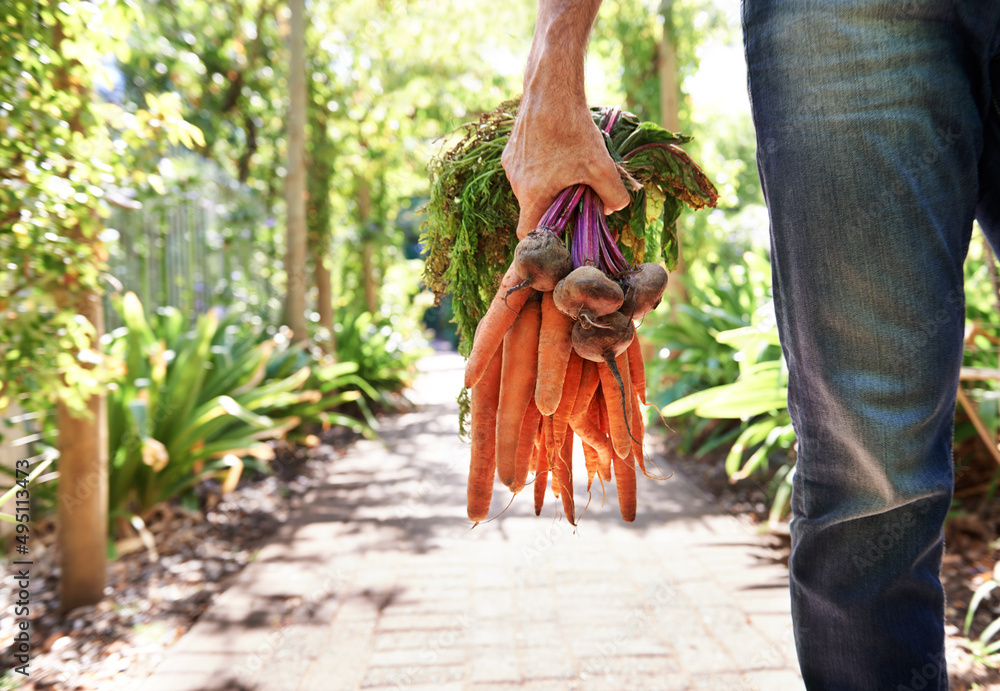 VItamin A Essential to great health. A mature person walking along a garden path holding carrots and