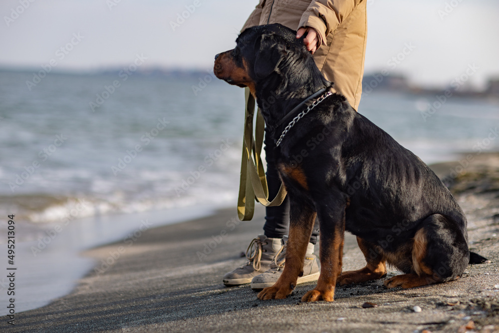 一只罗威纳犬在海滩上穿着夹克坐在女主人身边，背景是