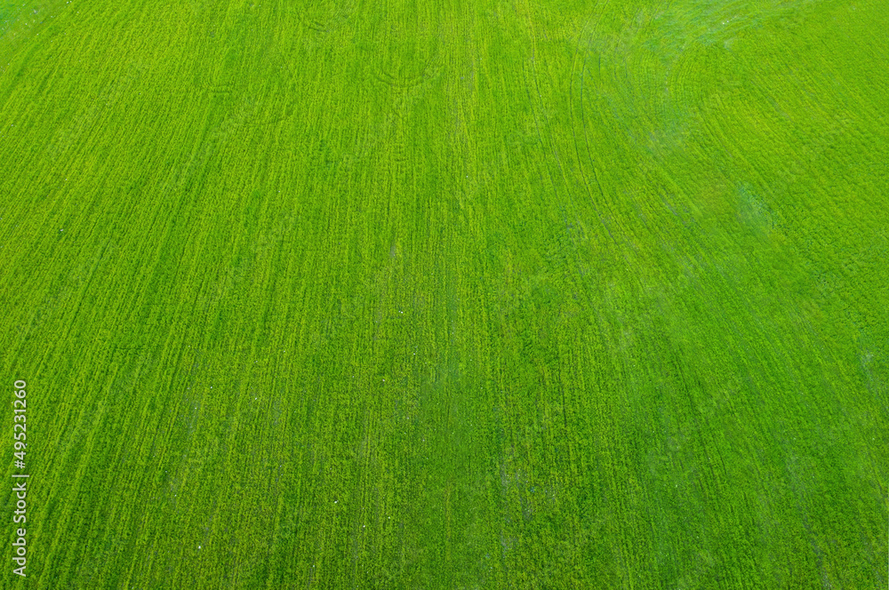 从上方俯瞰绿草。极简主义的无人机景观