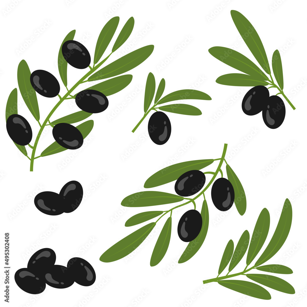 Black olives with leaves on a branch. Olive bunch.