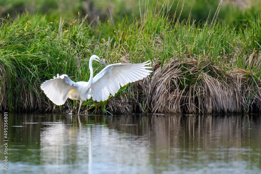 White heron, Great Egret, standing on the lake. Water bird in the nature habitat