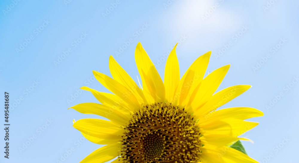 Close-up of sunflower in field