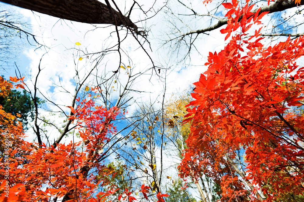 Red leaves in fall season