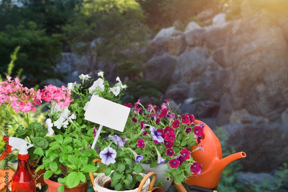 夏季花园生活理念。美丽的矮牵牛花在花园外面的花盆里。