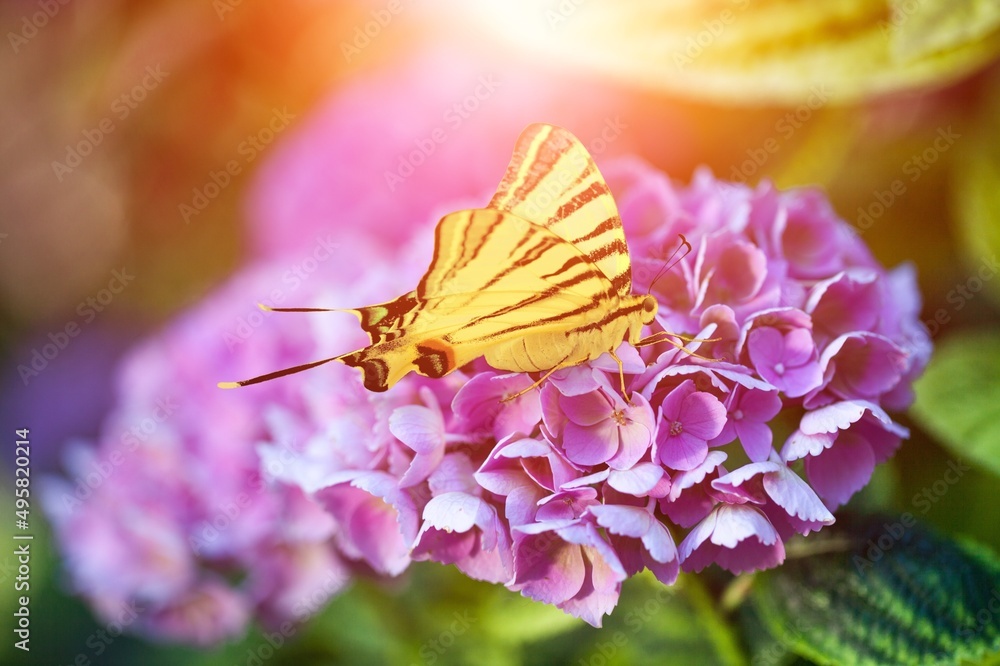 Meadow flower in sunny day with butterfly. Natural summer landscape.