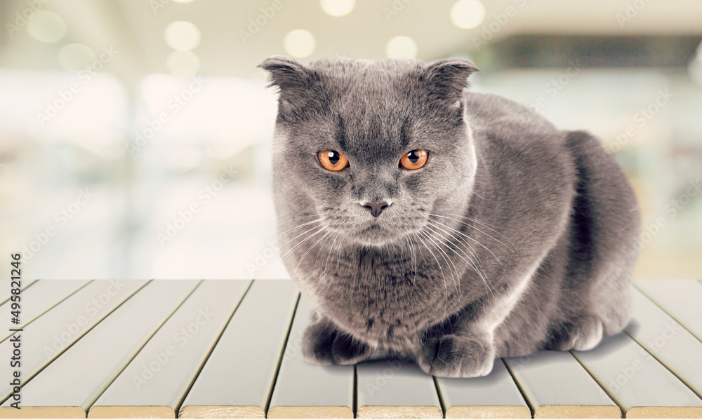 Young silver cat, sitting on desk Looking in camera with bright eyes and attitude.