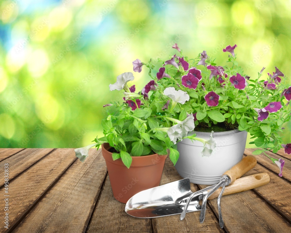 Summer garden life concept. Beautiful petunia flowers in pots outside in the garden.