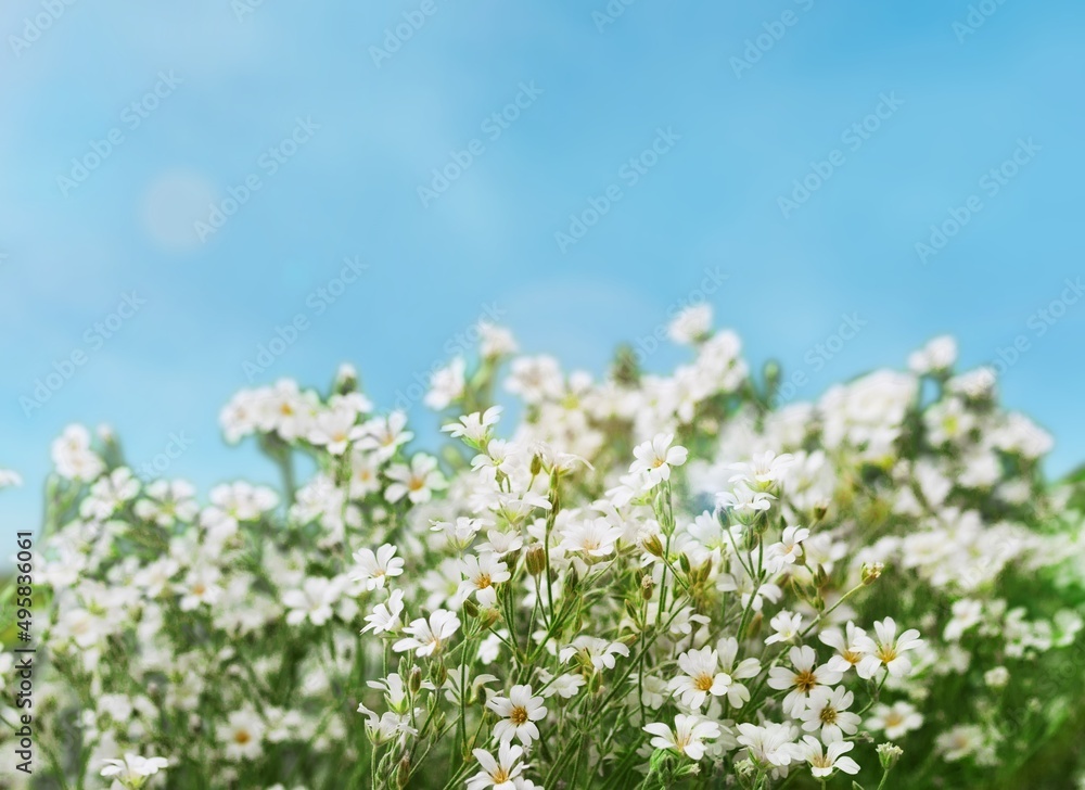 洋甘菊。洋甘菊被认为是浓茶。它在治疗中被用作抗菌药物和