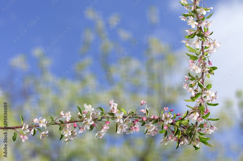 天空背景下，树上美丽的白色樱花树枝。