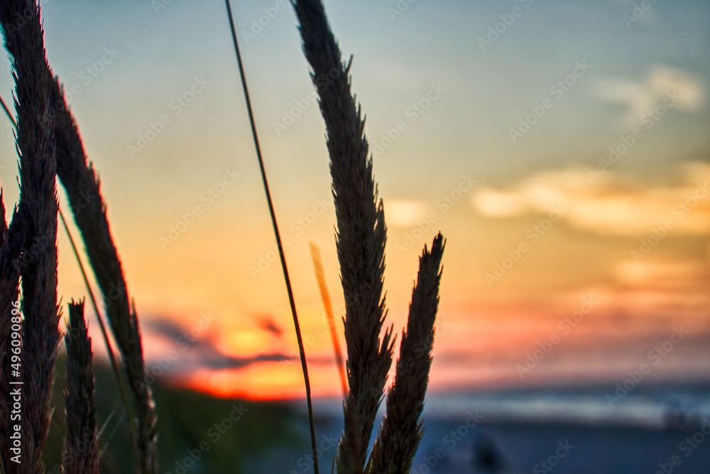 日落时沙丘上的芦苇——波兰波罗的海