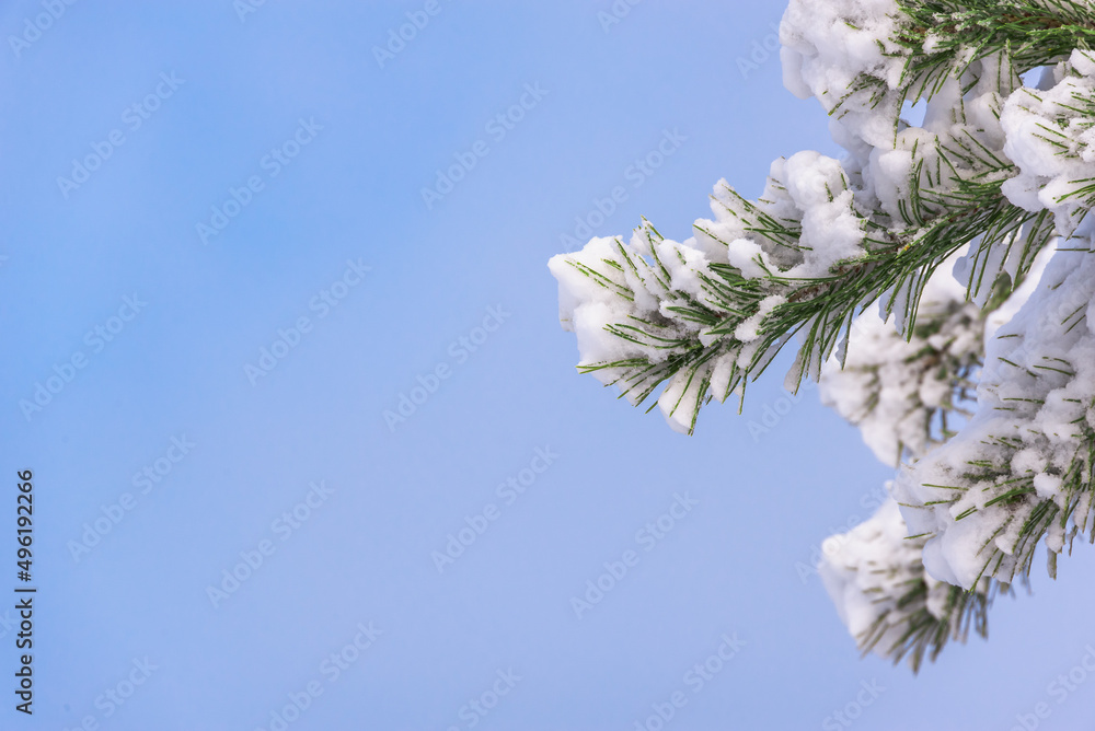 松针在蓬松的雪中（复制空间）。