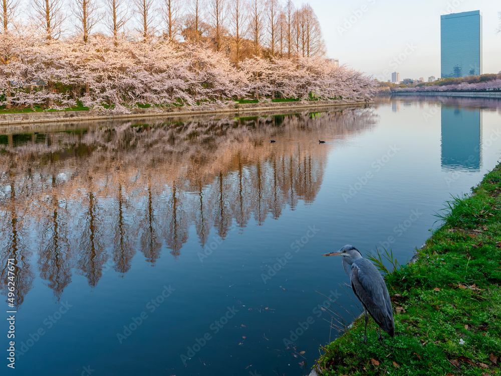 大阪城公園の桜並木とアオサギ