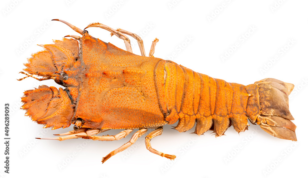 Flathead lobster isolated on white background, Flathead lobster or Mantis shrimp on white With clipp