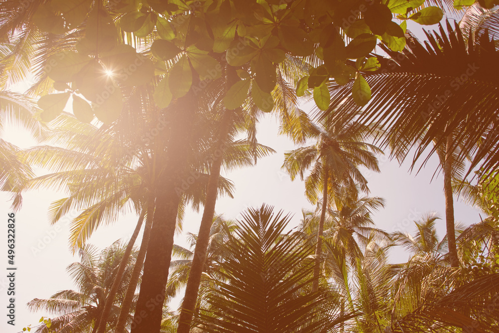 Island dreaming. Retro style image of a sun flare pouring through the tree tops of tropical palms.