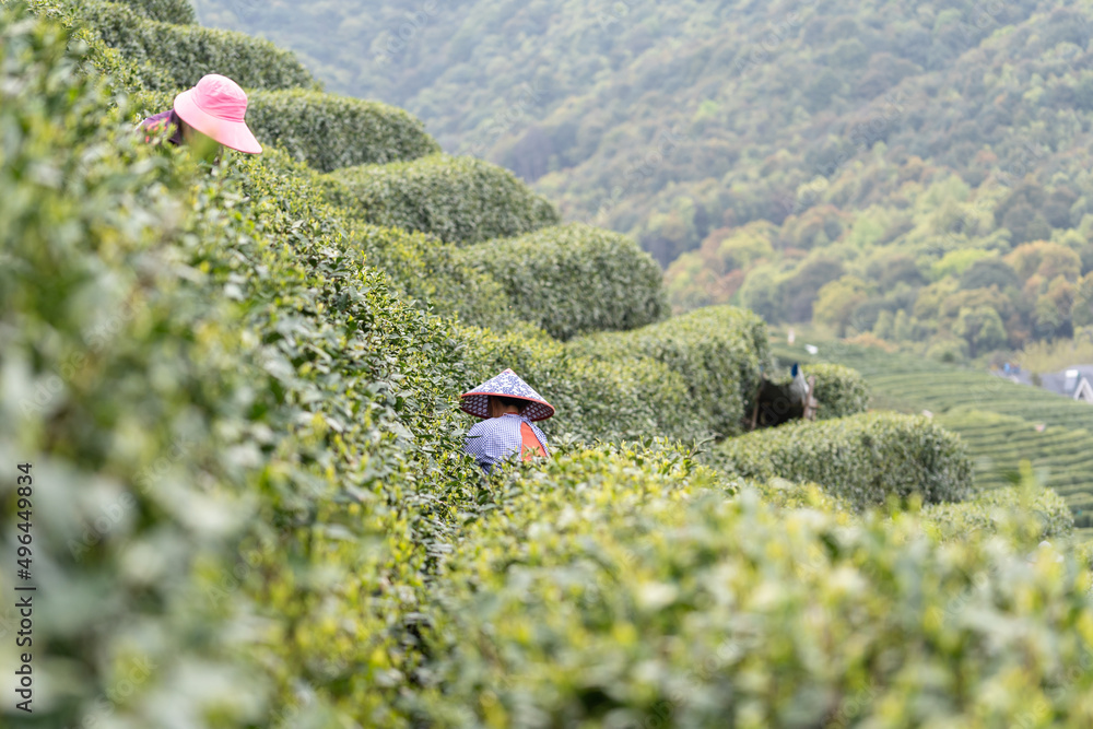 在茶园工作的农民