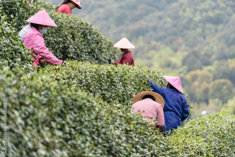 在茶园工作的农民