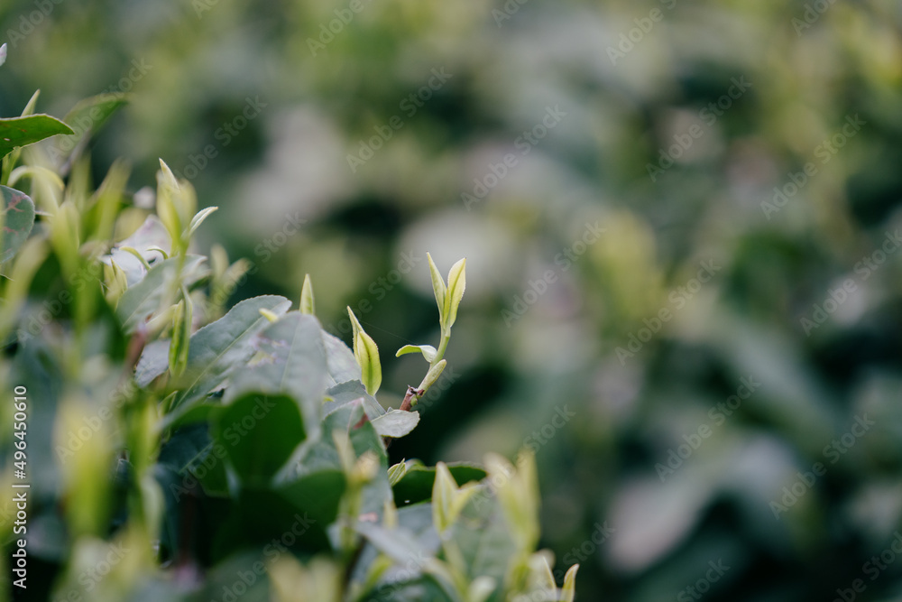 close-up of tea