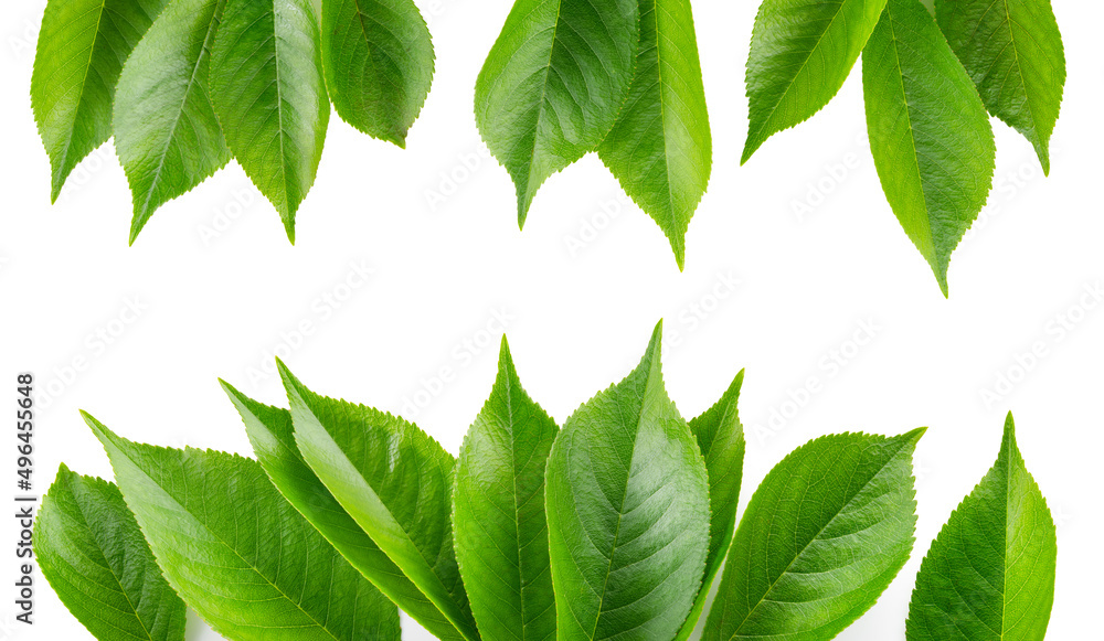 Cherry leaf isolated. Cherry leaves on white top view. Green fruit leaves flat lay. Leaf frame. Full