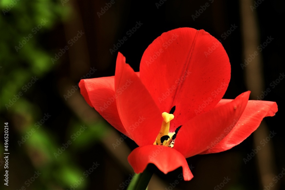 red tulip in the garden