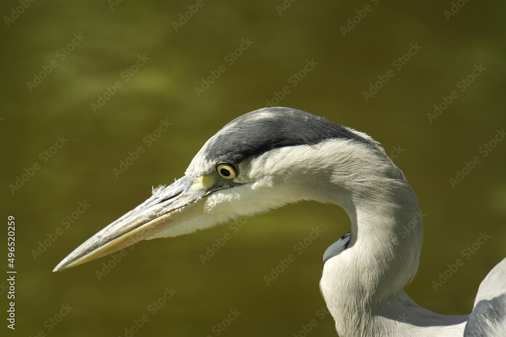 heron in amsterdam