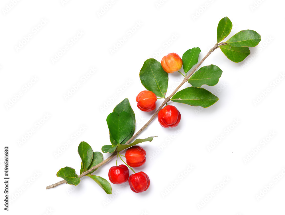 Flat lay of Acerola cherry with branch  isolated on white background background.