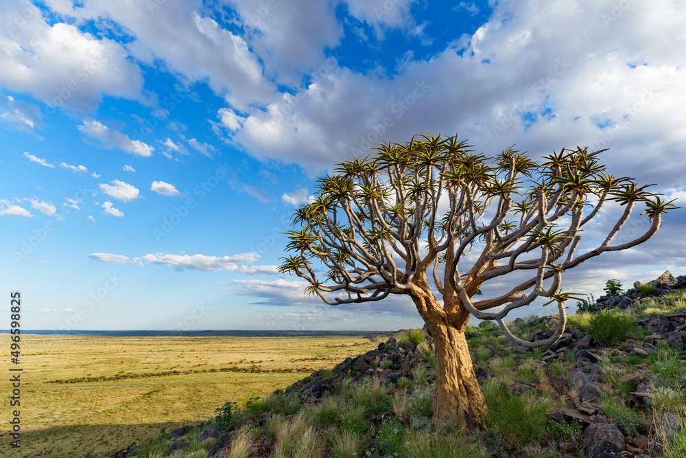 Quiver tree or kokerboom（Aloidendron dichotomum，前身为Aloe dichotoma）Kenhardt，北开普省，S