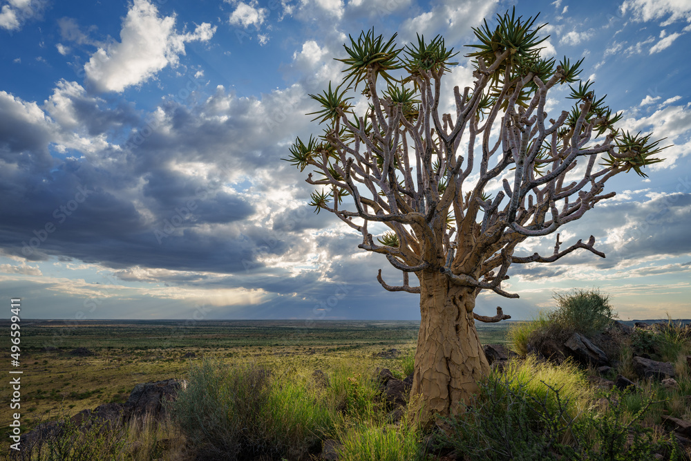 Quiver tree or kokerboom (Aloidendron dichotomum formerly Aloe dichotoma) Kenhardt, Northern Cape, S