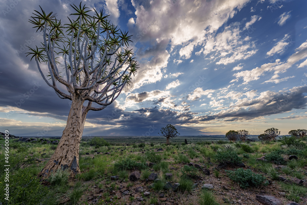 Quiver tree or kokerboom（Aloidendron dichotomum，前身为Aloe dichotoma）Kenhardt，北开普省，S