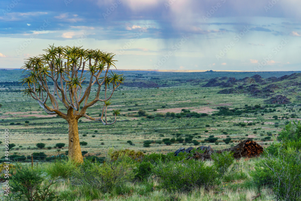 Quiver tree or kokerboom（Aloidendron dichtomom，前身为Aloe dichtomoma）Kenhardt，北开普省，S