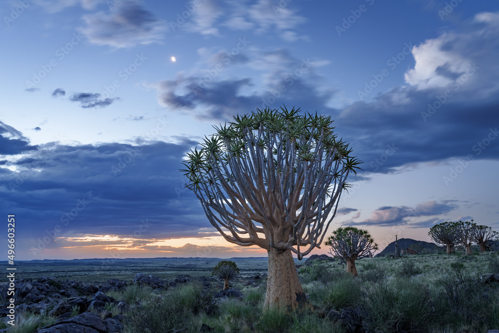 Quiver tree or kokerboom（Aloidendron dichtomom，前身为Aloe dichtomoma）Kenhardt，北开普省，S