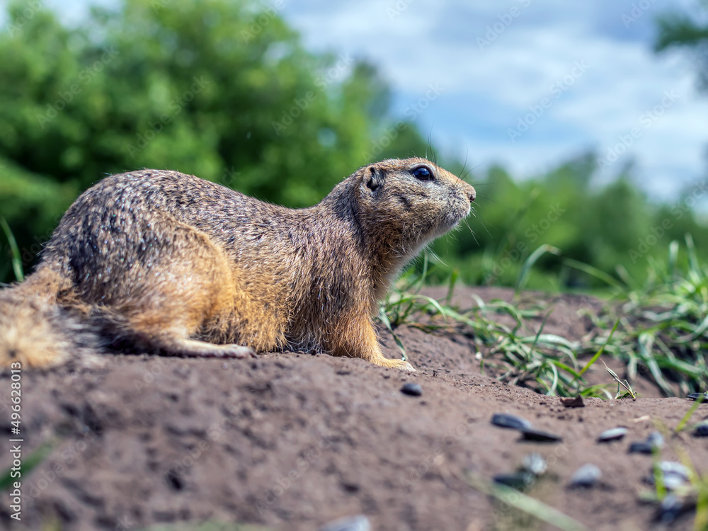 草坪上的Gopher。啮齿动物的肖像，特写