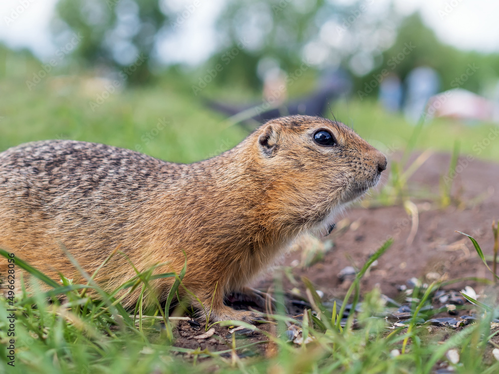 草坪上的Gopher。啮齿动物的肖像，特写