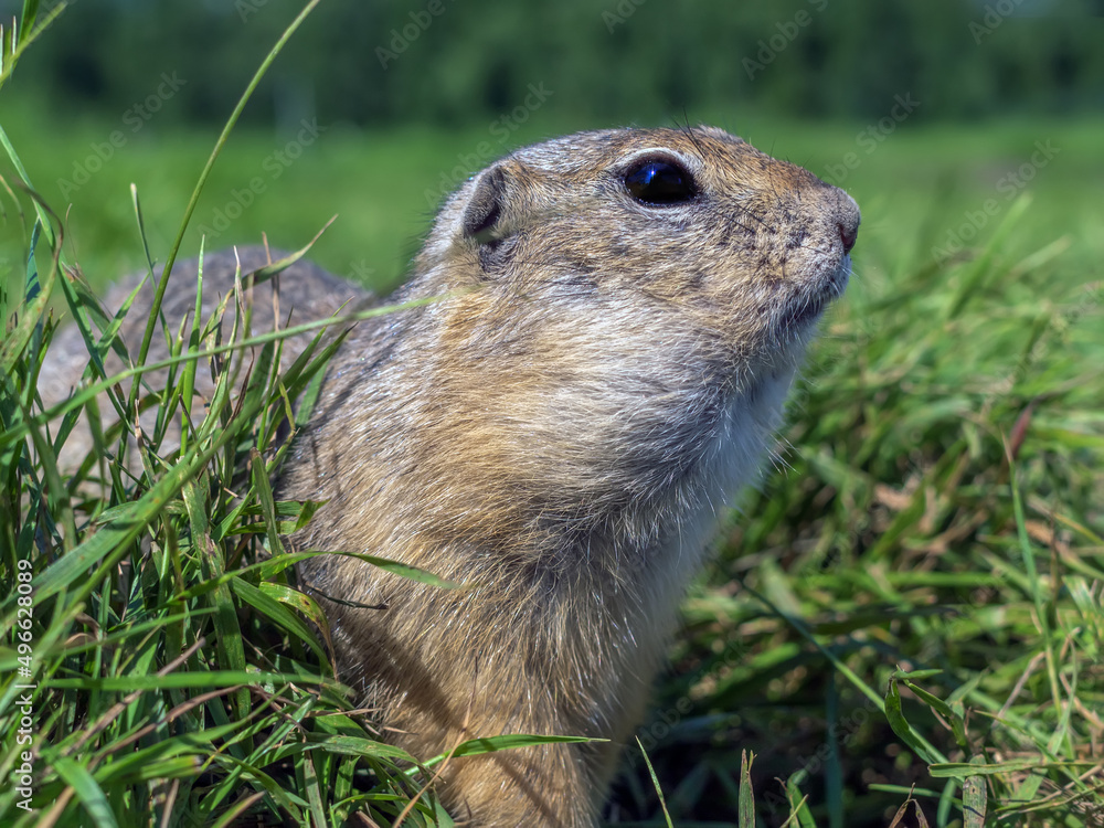 草坪上的Gopher。啮齿动物的肖像，特写