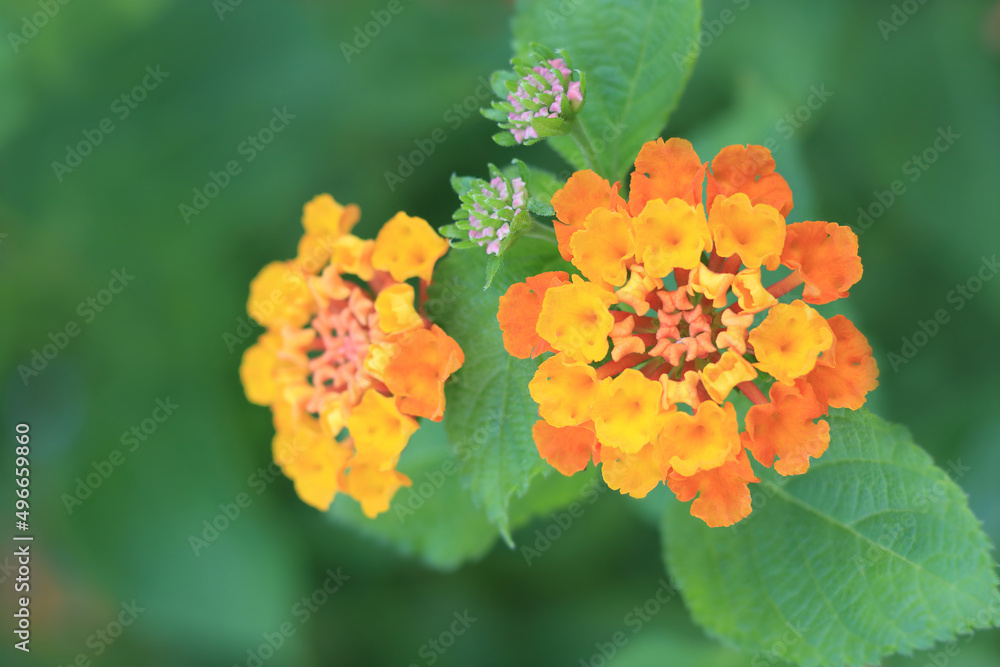 黄橙色的马缨丹花。夏季花朵。美丽的马缨丹花近景