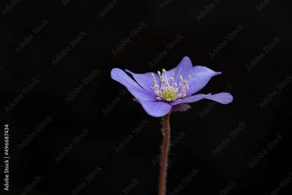 在黑色背景下分离的Liverpleaf。Hepatica nobilis是一种多年生草本植物。