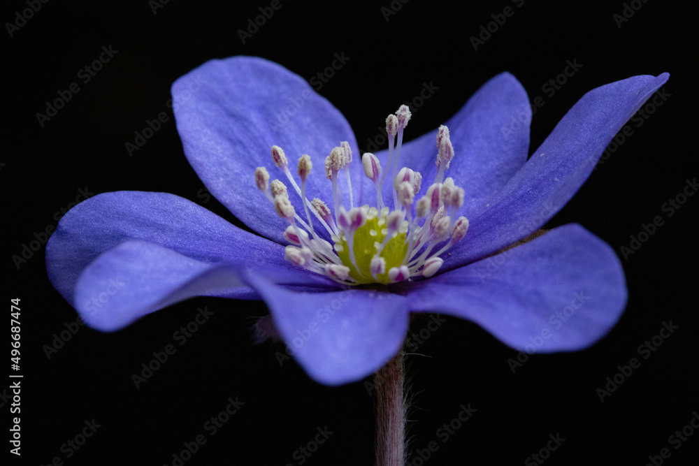 在黑色背景下分离的Liverpleaf。Hepatica nobilis是一种多年生草本植物。