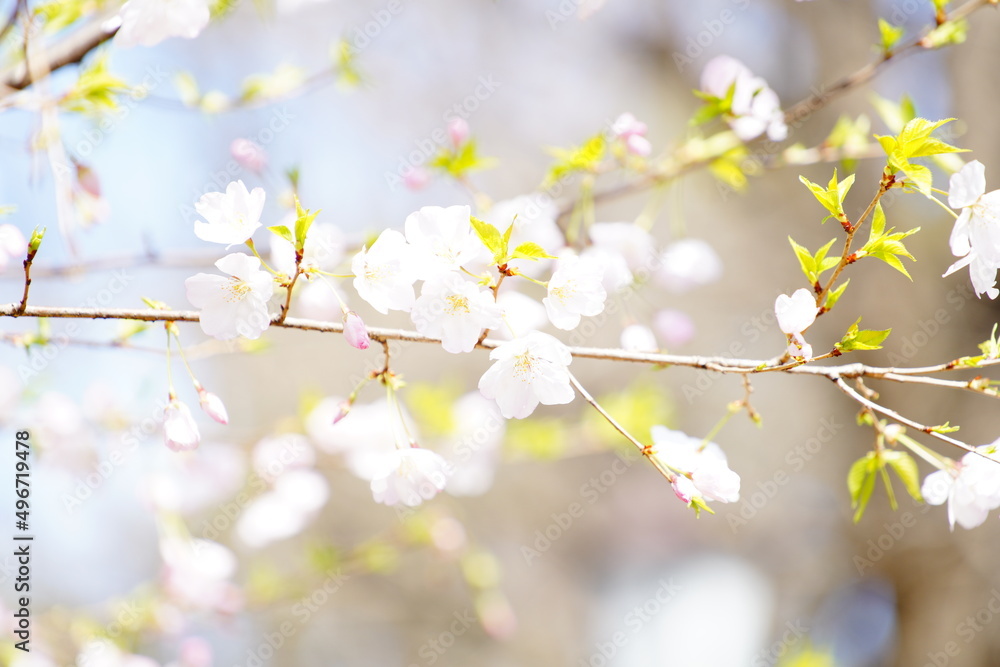 公園で咲く桜の花