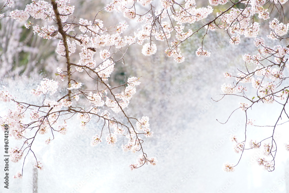 公園に咲く桜の花