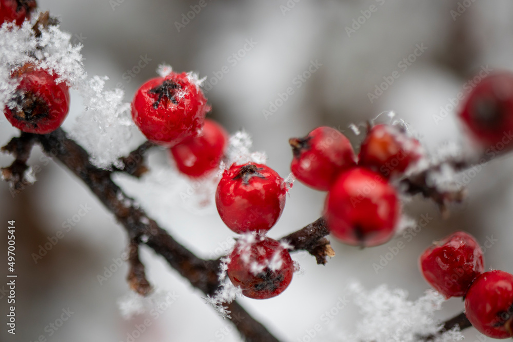 被雪覆盖的灌木上的红色圆形浆果