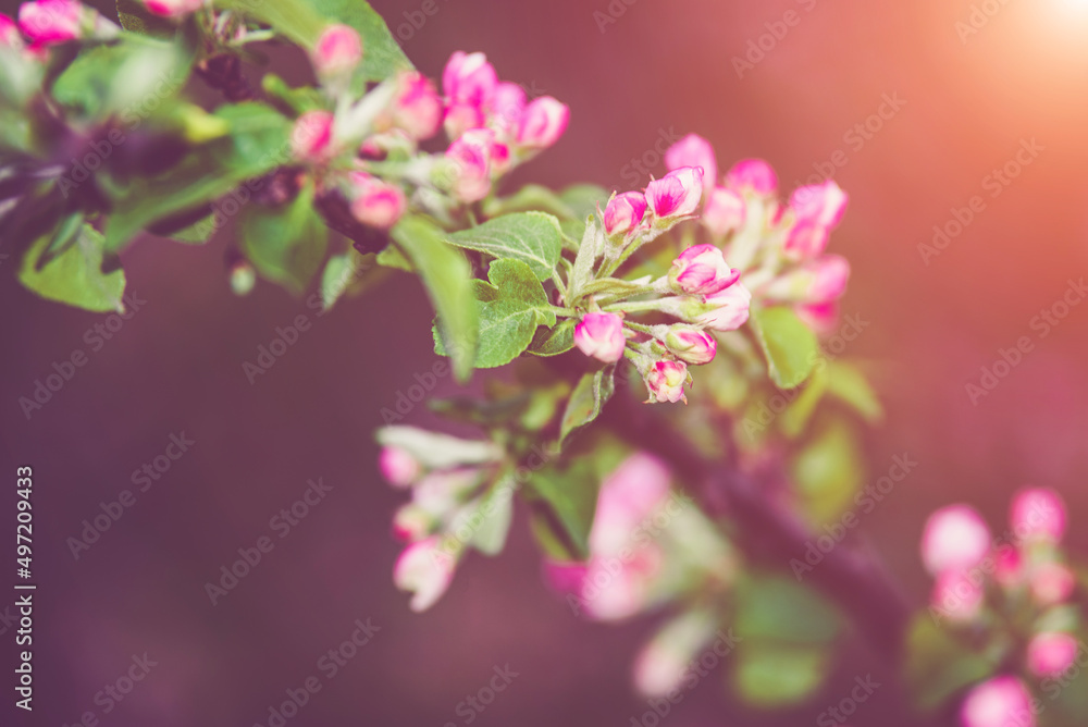 春天花园里的苹果树开花枝